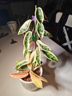 Hoya Krinkle Albomarginata, Huis en Inrichting, Kamerplanten, Ophalen of Verzenden, Halfschaduw, Minder dan 100 cm