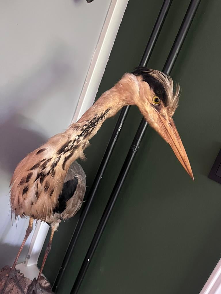 Oude Opgezette vogel, Ophalen, Zo goed als nieuw, Vogel, Opgezet dier