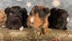 lunkarya cavia, Dieren en Toebehoren, Knaagdieren, Maart, Meerdere dieren, Cavia