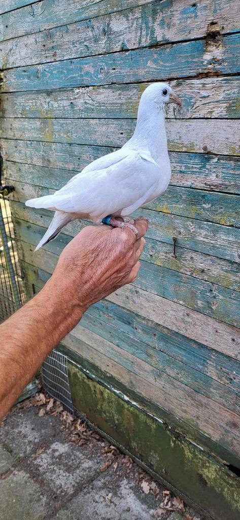 Kleurpostduiven poederblauw, Dieren en Toebehoren, Vogels | Duiven, Mannelijk, Postduif