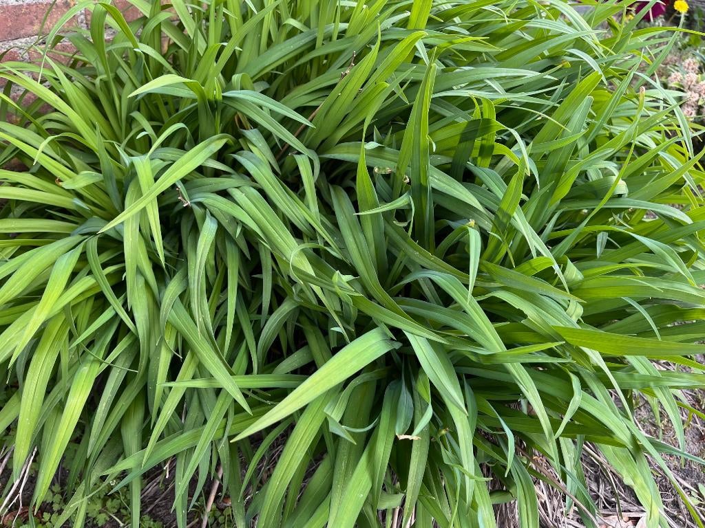 Japans berggras, Tuin en Terras, Ophalen, Vaste plant, Siergrassen, Bloeit niet