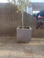Olijfboom in hardhouten Padouk bloembak 50x50x50 cm, Volle zon, Vaste plant, Bloeit niet, Ophalen