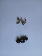 Zonnebloempitten - Vers en Klaar om te Planten, Ophalen of Verzenden, Voorjaar, Volle zon, Zaad