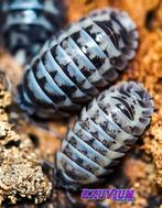 Armadillidium gestroi Milky Way isopods (NIEUW MORPH), Overige soorten