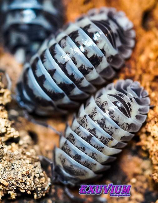 Armadillidium gestroi Milky Way isopods (NIEUW MORPH), Dieren en Toebehoren, Insecten en Spinnen, Overige soorten