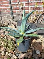Agave, Ophalen, Bloeit niet, Overige soorten, Volle zon