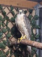 Saker valk. Tarsel. Roofvogel valk, Mannelijk, Roofvogel, Geringd