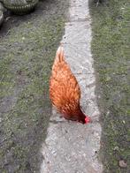 Bruine legkippen, Vrouwelijk, Kip