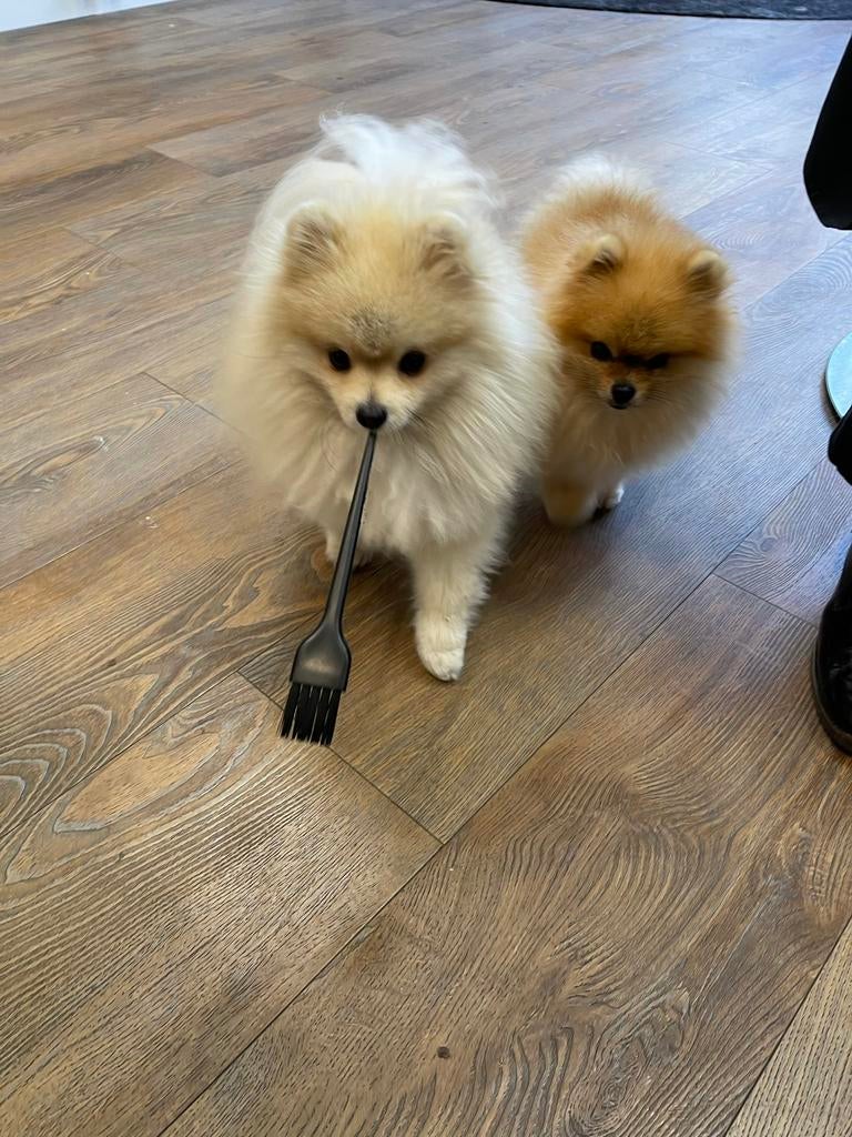 Lieve oppas gezocht voor kleine hondjes (Pomeranian), Diensten en Vakmensen, Dieren | Honden | Verzorging, Oppas en Les