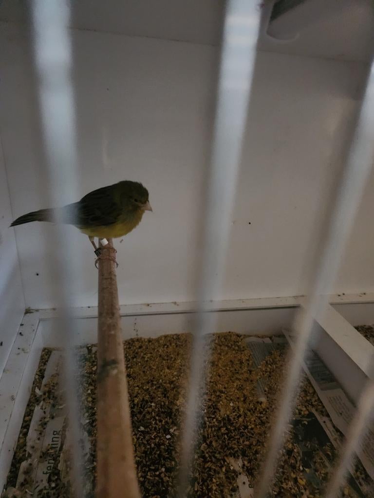 2 koppels raza, Dieren en Toebehoren, Vogels | Kanaries, Meerdere dieren, Postuurkanarie