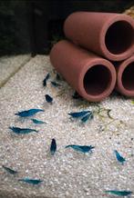 Blauwe garnalen, Dieren en Toebehoren, Zoetwatervis, Schoolvis