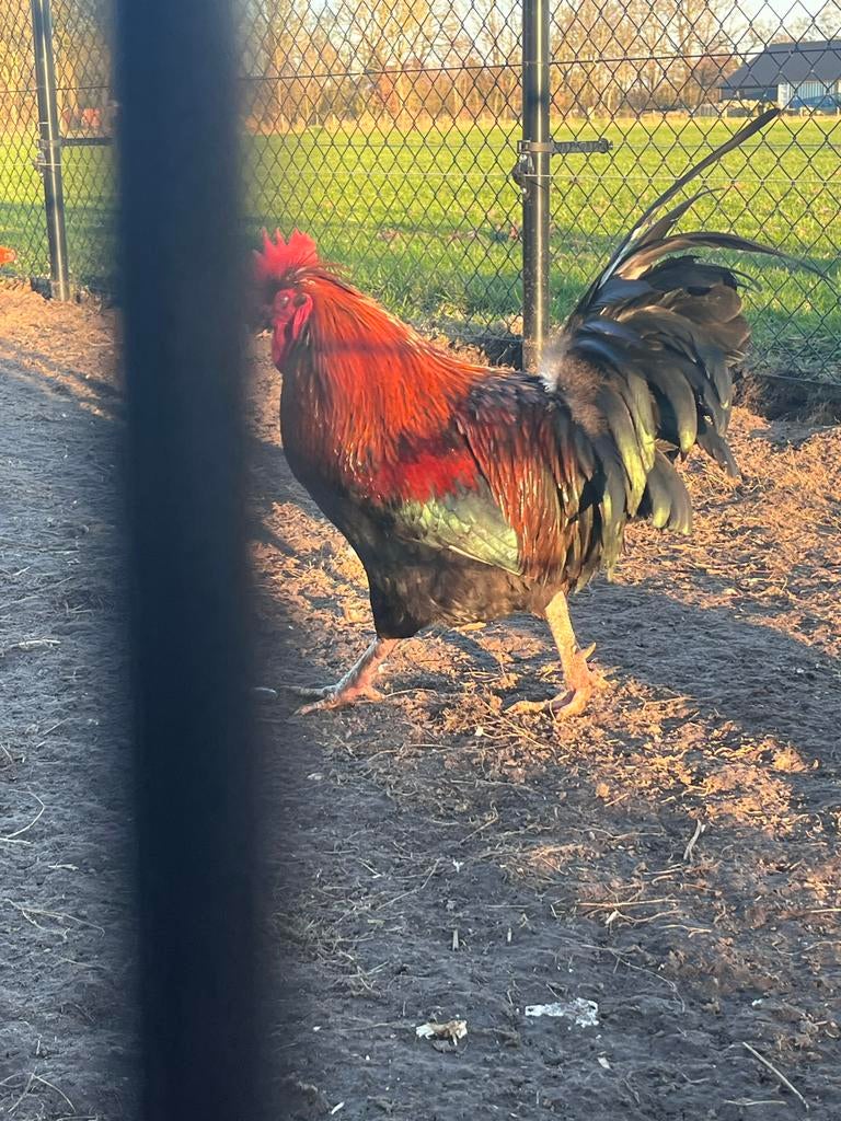 10 mooie kippen barneveldse en rhode island red kippen, Dieren en Toebehoren, Pluimvee, Vrouwelijk, Kip
