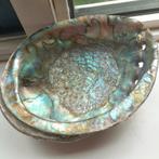 Zeer grote en bijzondere schelp en 5 ook bijzondere.schelpen, Ophalen of Verzenden