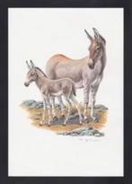 Ezels Wilde Ezel Kunstdruk., Ophalen of Verzenden, Zo goed als nieuw