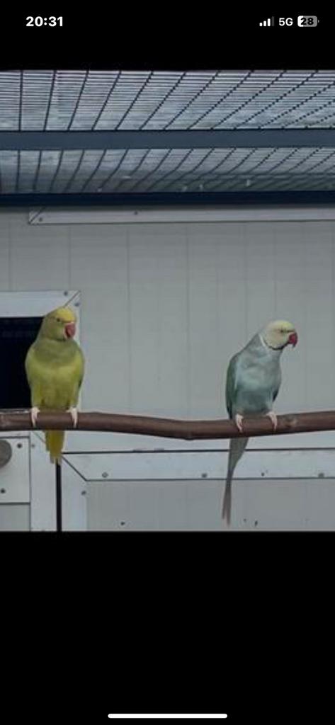Halsbandparkieten, Meerdere dieren, Parkiet, Geringd