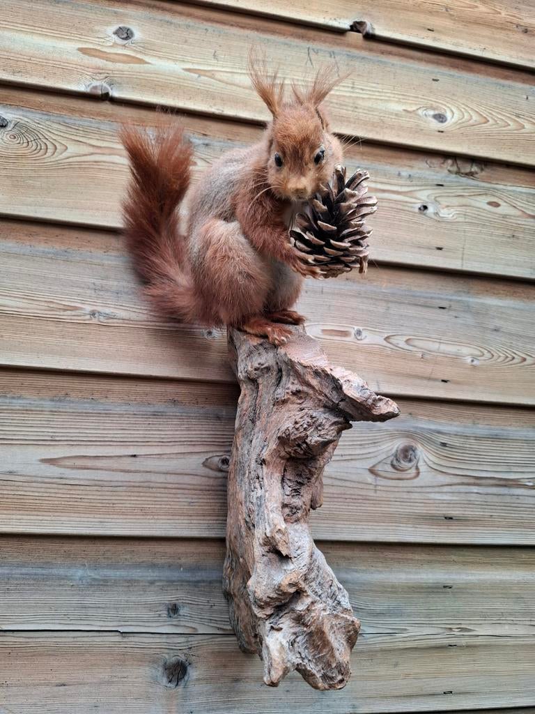 Vintage opgezette eekhoorn taxidermy opgezet, Ophalen, Wild dier, Opgezet dier