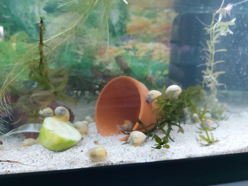 Witte appelslakken, Slak of Weekdier, Zoetwatervis