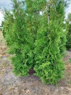Thuja Brabant, Ophalen, Conifeer, 100 tot 250 cm