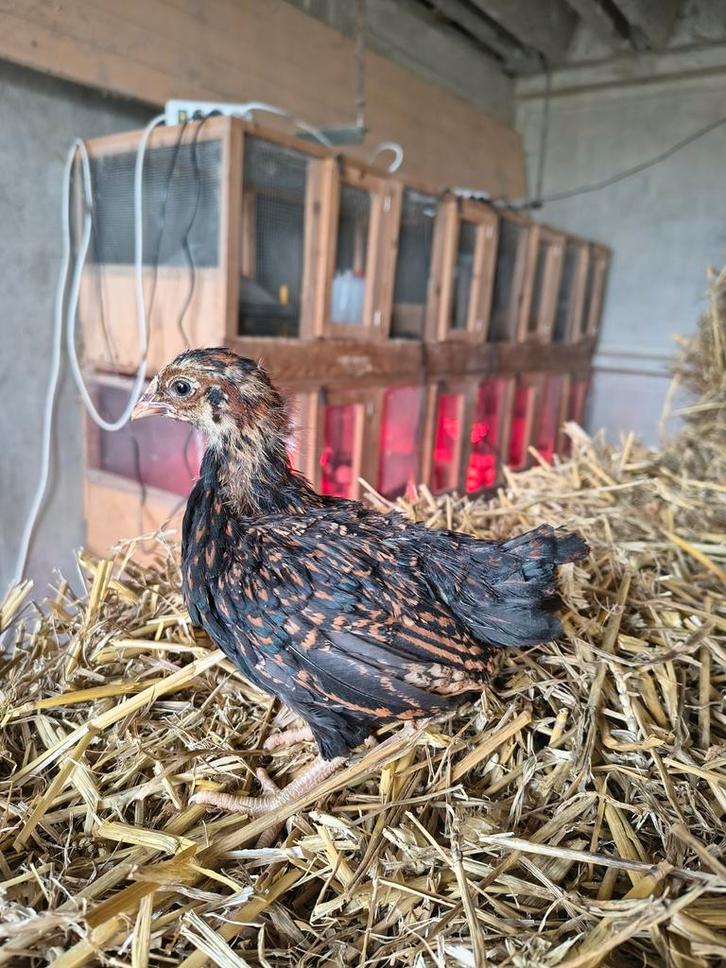 Prachtige Barnevelder kriel hennen, Dieren en Toebehoren, Pluimvee, Kip, Vrouwelijk