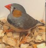 Timor zebravink man, Dieren en Toebehoren, Mannelijk