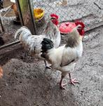 hanen  voor de fok of de kok  slachthanen, Mannelijk, Kip