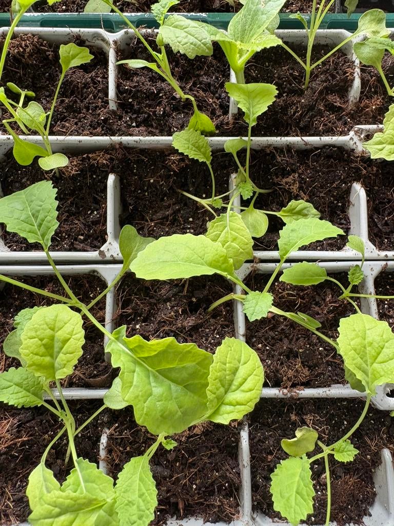 Biologische moestuin plantjes 🌱, Ophalen, Eenjarig, Groenteplanten, Volle zon
