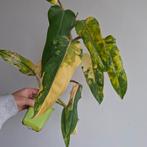 Philodendron Domesticum variegata plant, Huis en Inrichting, Kamerplanten, Ophalen of Verzenden