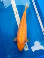 Koi 42 cm - Yellow Monkey bloedlijn van kweker Ogata, Dieren en Toebehoren, Karper of Koi