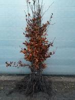 beukenhaag, Tuin en Terras, Planten | Struiken en Hagen, Ophalen, Beukenhaag, Haag, Minder dan 100 cm