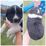 Friese Stabij puppy's, Dieren en Toebehoren, Honden | Retrievers, Spaniëls en Waterhonden, Overige rassen, 8 tot 15 weken, Meerdere