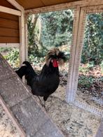 Zeldzame Paduha kuif/baard hoenders BROEDEITJES kleuren mix, Vrouwelijk, Kip
