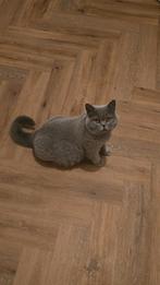 Britse korthaar kittens met stamboom geboren!, Geslacht onbekend, Met stamboom, 0 tot 2 jaar