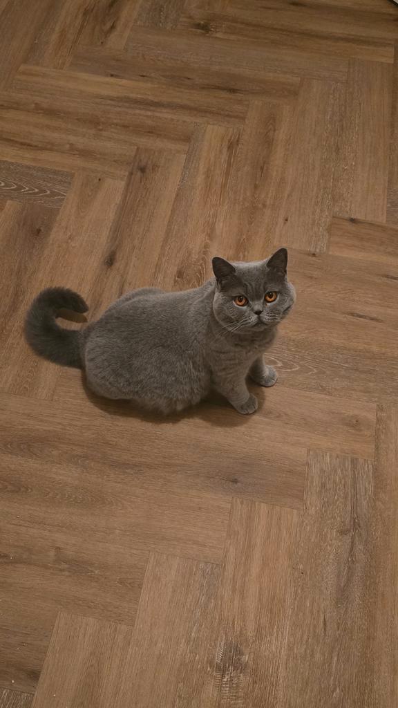 Britse korthaar kittens met stamboom geboren!, Dieren en Toebehoren, Katten en Kittens | Raskatten | Korthaar, Geslacht onbekend