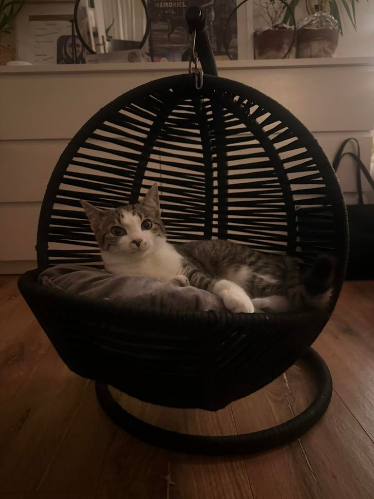 Mini hangstoel katten nieuw!, Dieren en Toebehoren, Kattenmanden, Ophalen, Nieuw