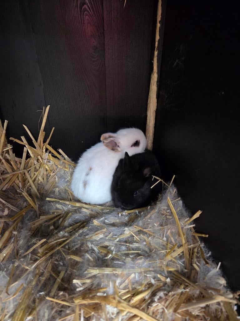 2 baby konijntjes, Dieren en Toebehoren, Konijnen