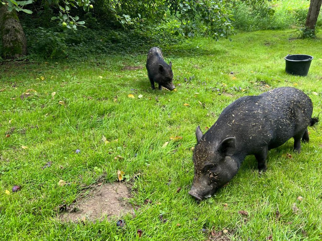 2 Göttinger minivarkens, Dieren en Toebehoren, Schapen, Geiten en Varkens, Vrouwelijk, Varken, 3 tot 5 jaar