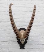 Hoorns ALPEN STEENBOK (Capra ibex) op schild - gewei, Ophalen, Gebruikt, Wild dier, Gewei of Kop