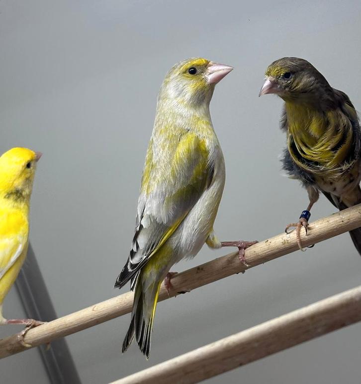 Groenlingen koppel en man, Dieren en Toebehoren, Vogels | Overige Vogels, Meerdere dieren