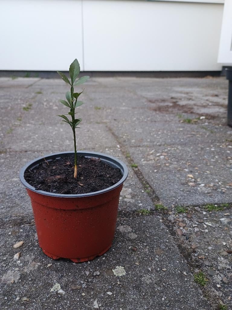 Wilde citroenboom (Poncirus trifoliata) , Ophalen, Minder dan 100 cm, Overige soorten, Zomer