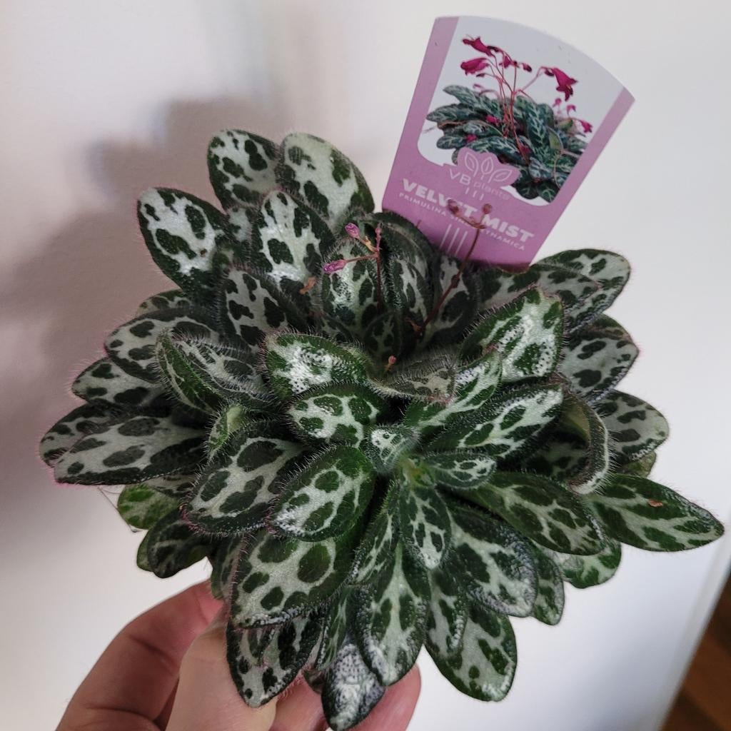 Primula dryas purpelina, Ophalen of Verzenden, Halfschaduw, Minder dan 100 cm