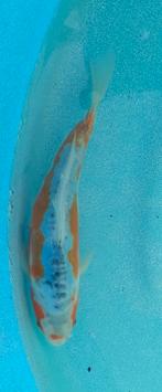 Koi 1 25cm, Dieren en Toebehoren, Vissen | Vijvervissen, Karper of Koi