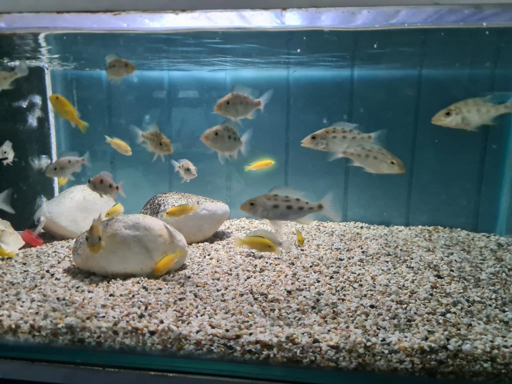 Fossochromis Rostratus Malawi Cichliden, Dieren en Toebehoren, Vis, Zoetwatervis