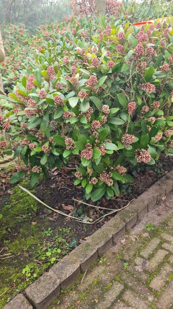 Meerdere mooie Japanse Skimmia, zelf uitsteken, Tuin en Terras, Ophalen of Verzenden, Overige soorten, Halfschaduw