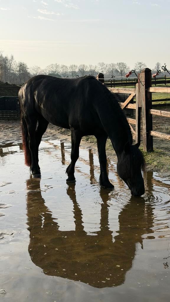 Stal medewerker gevraagd, Overige niveaus, Starter, Overige vormen