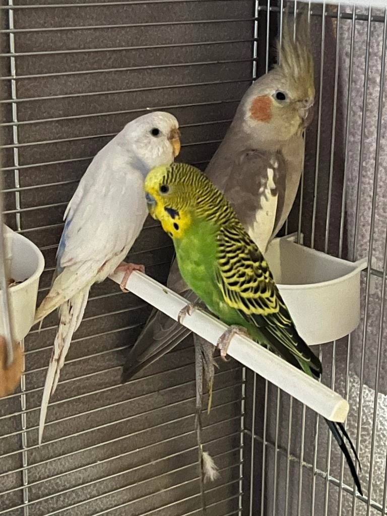 koppel grasparkieten, Dieren en Toebehoren, Vogels | Parkieten en Papegaaien, Meerdere dieren, Parkiet