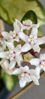 Hoya australis 'Lisa' 🪴, In pot, Minder dan 100 cm, Bloeiende kamerplant, Halfschaduw