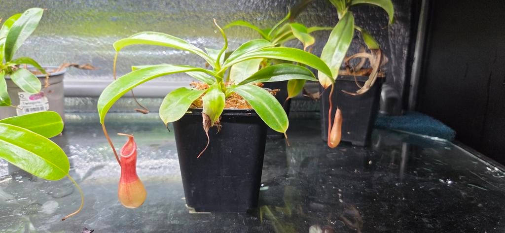 Nepenthes Bekerplant - Vleesetende plant, Tuin en Terras, Planten | Tuinplanten, Overige soorten, Vaste plant, Ophalen of Verzenden