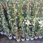 Hedera klimop 120cm/+ opruiming!! 1,50 p.st, Ophalen, Overige soorten, 100 tot 250 cm