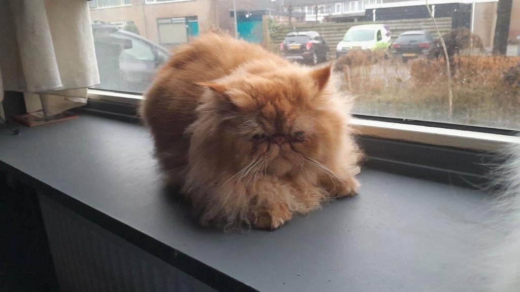 Nog 3 dagen verwacht ik Perzische  kittens, Dieren en Toebehoren