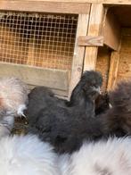 Meerdere USA silkie haantjes beschikbaar, Dieren en Toebehoren, Pluimvee, Mannelijk, Kip